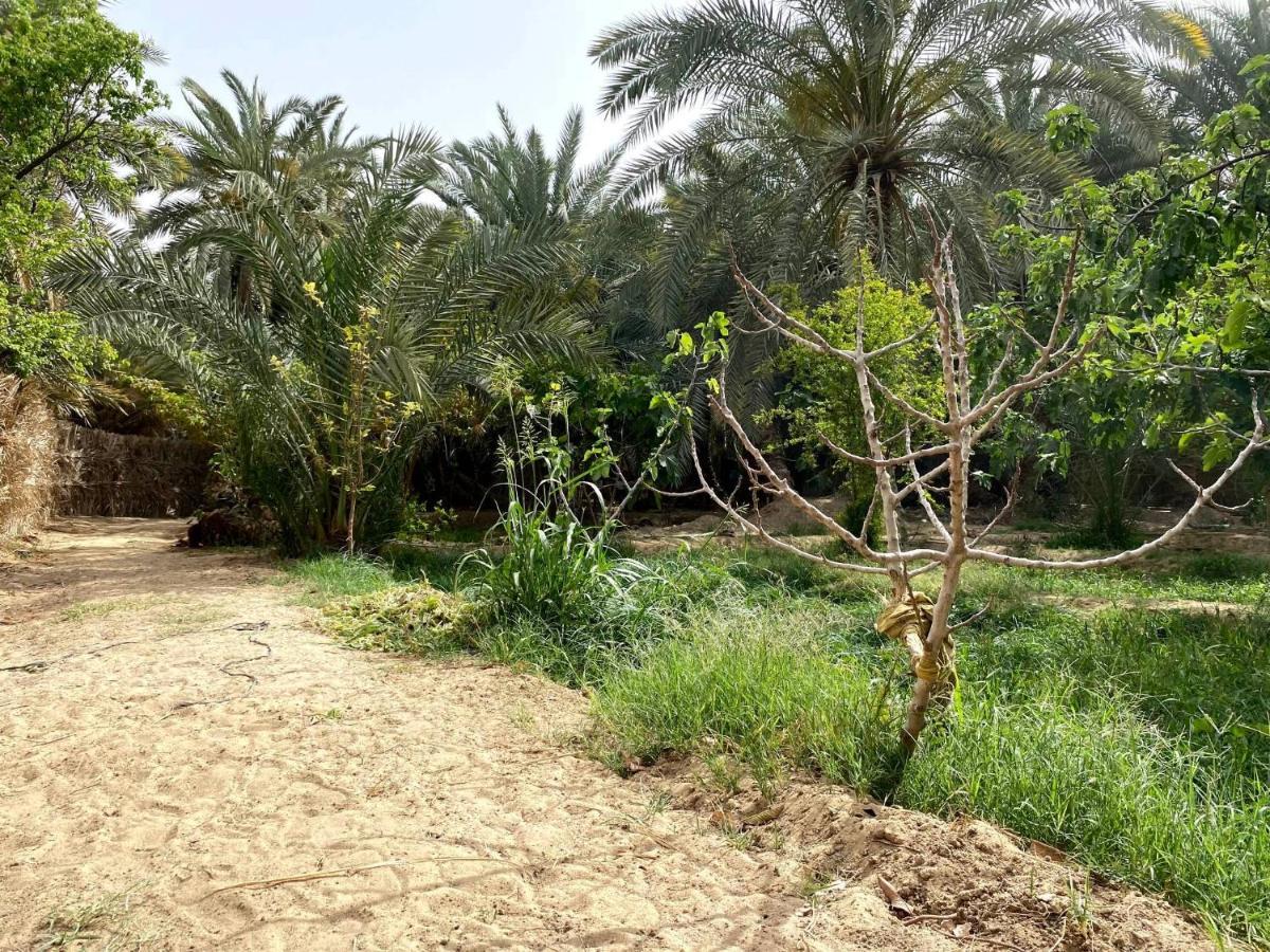 Forest Camp Siwa - كامب الغابة Siwa Oasis Екстер'єр фото