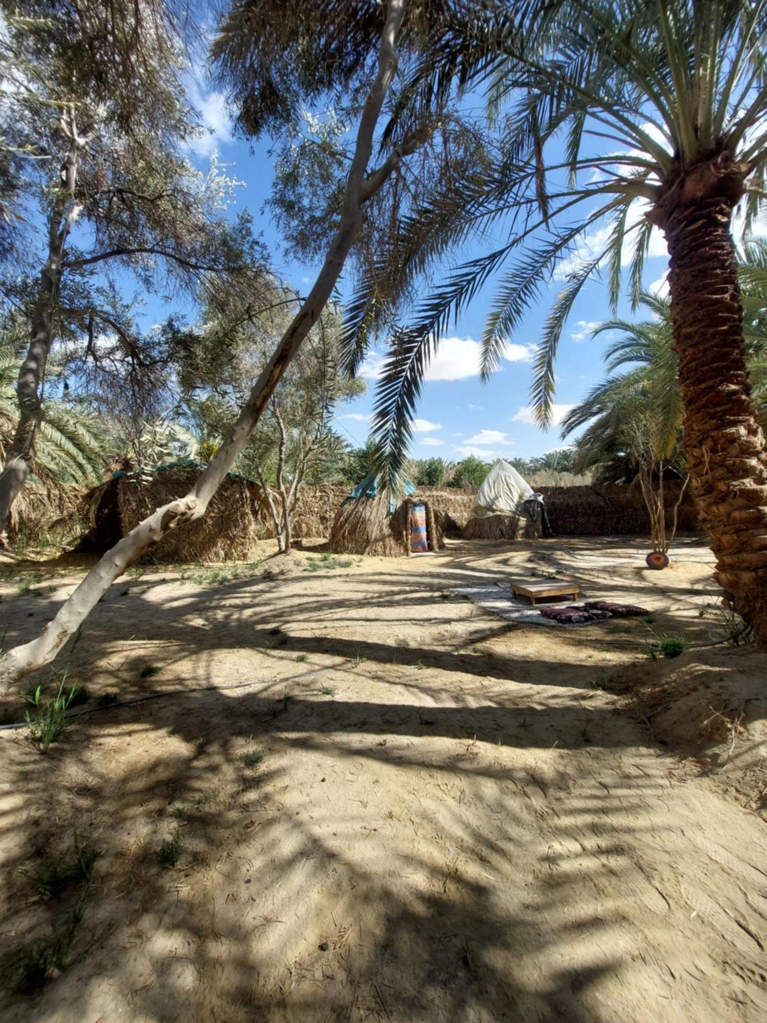 Forest Camp Siwa - كامب الغابة Siwa Oasis Екстер'єр фото