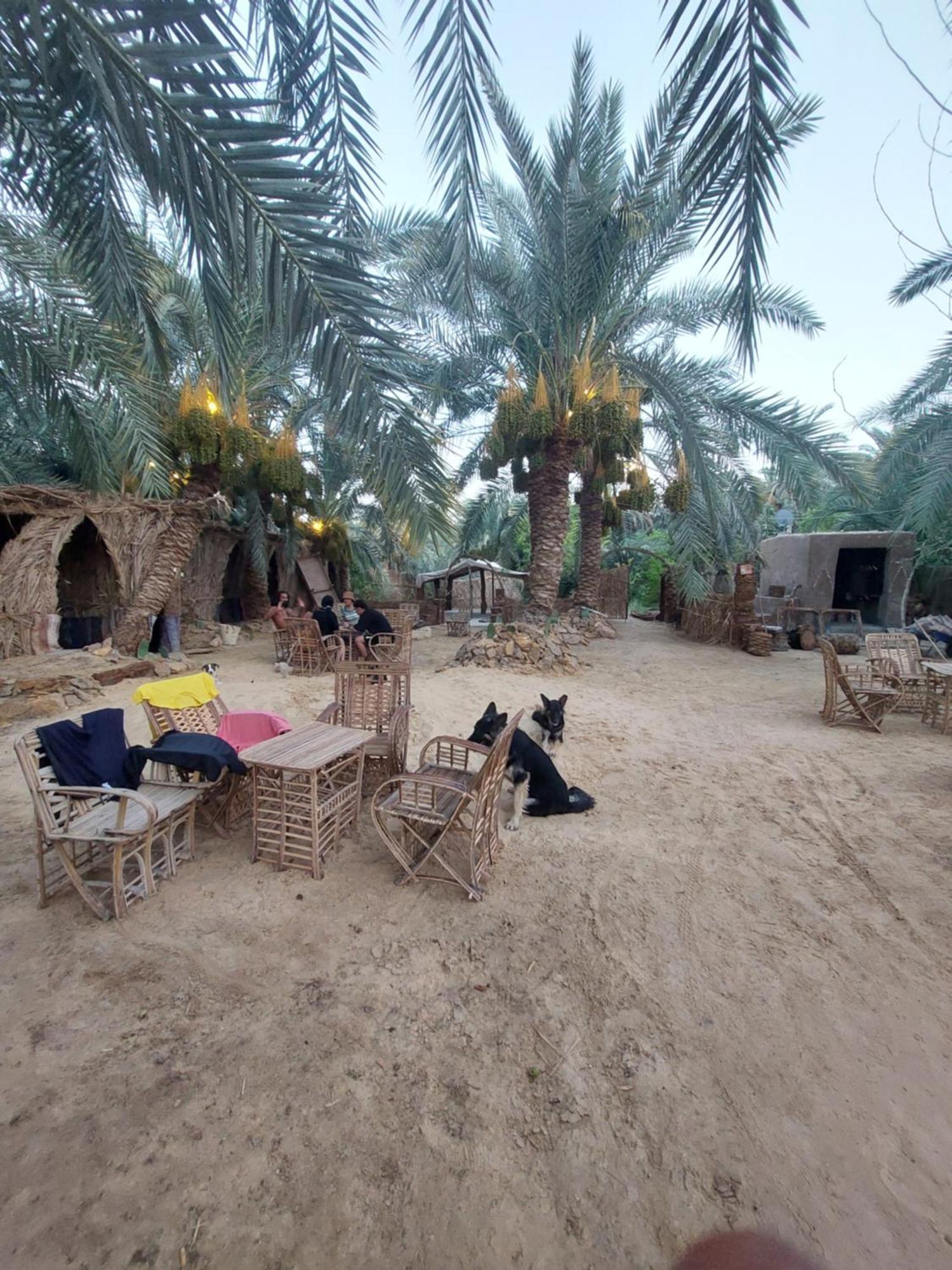 Forest Camp Siwa - كامب الغابة Siwa Oasis Екстер'єр фото